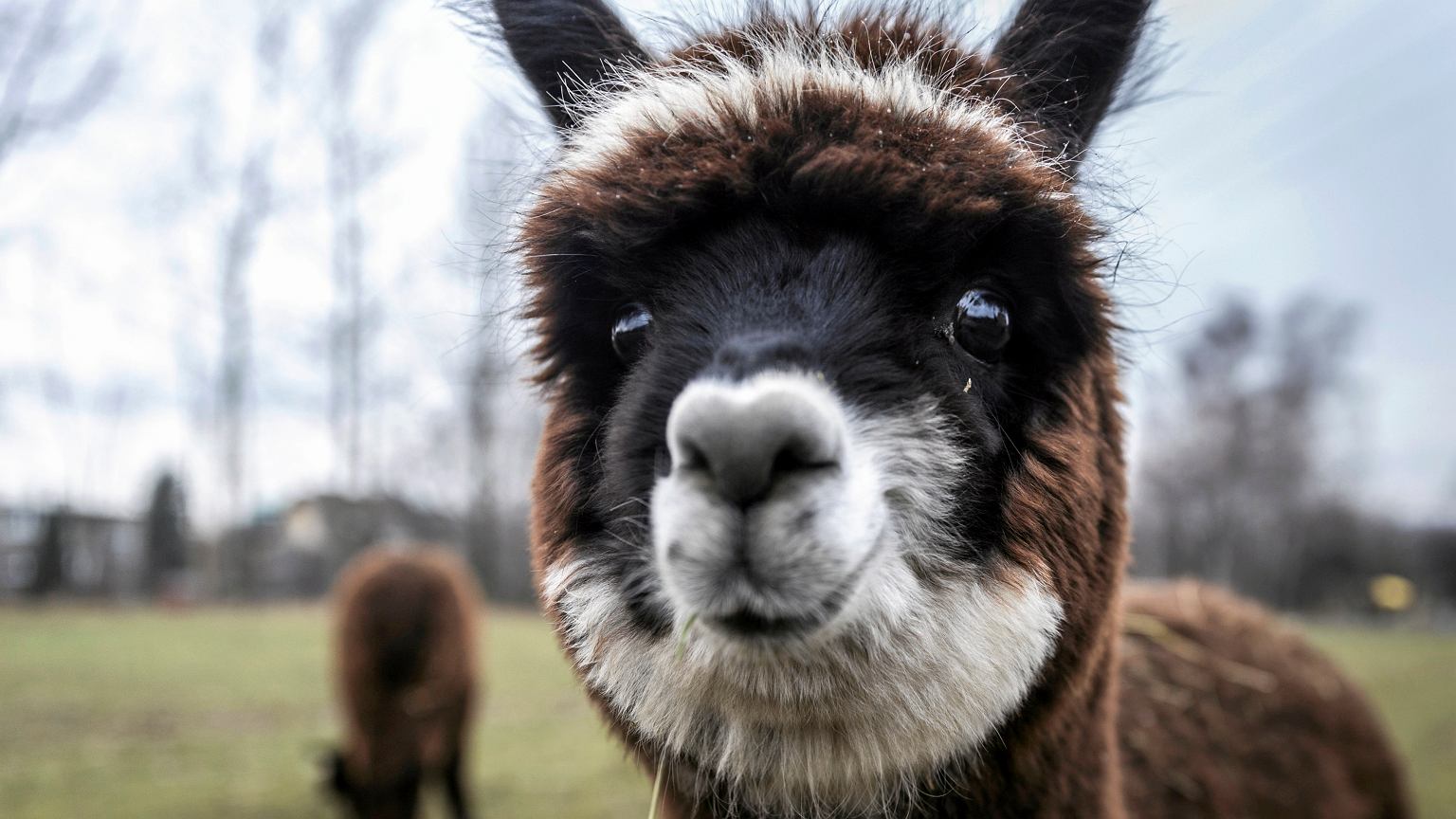 Great Britain.  The three-year struggle for the alpaca ended in fiasco.  Drunk Geronimo |  News from the world