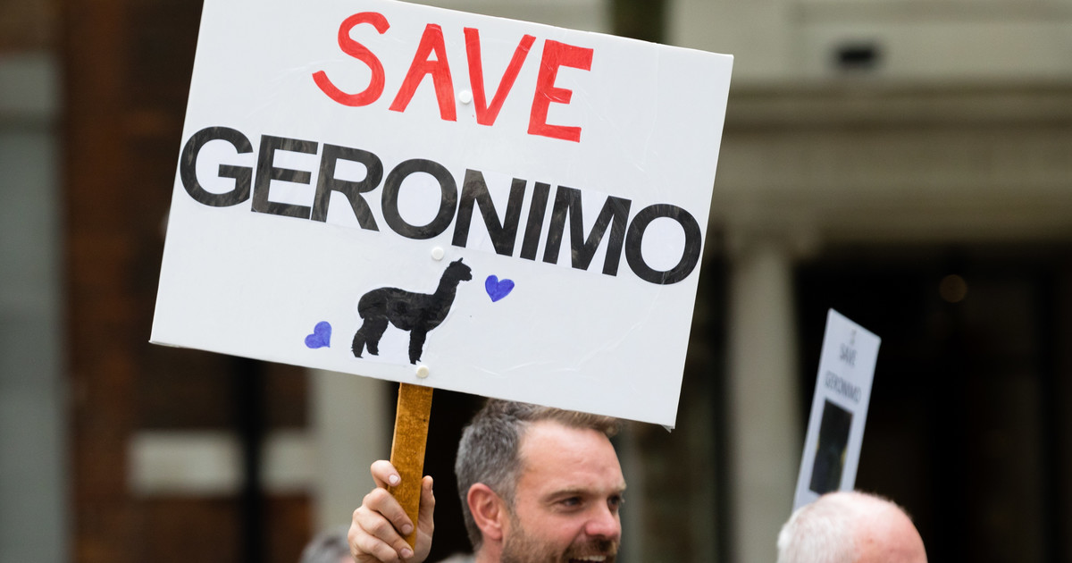 Great Britain: a protest and a petition in defense of the Jeronimo alpaca