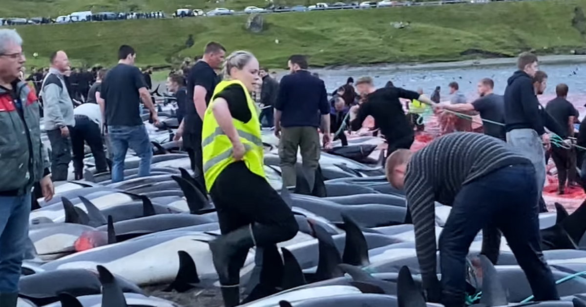 The largest massacre in the history of the Faroe Islands.  The population killed 1.5 thousand.  dolphins