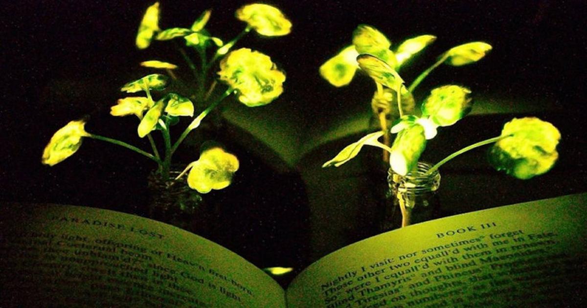 MIT researchers came up with the idea to replace lighting with ... plants
