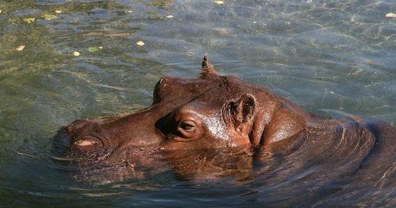 The sterilization of the hippos brought by Escobar has begun
