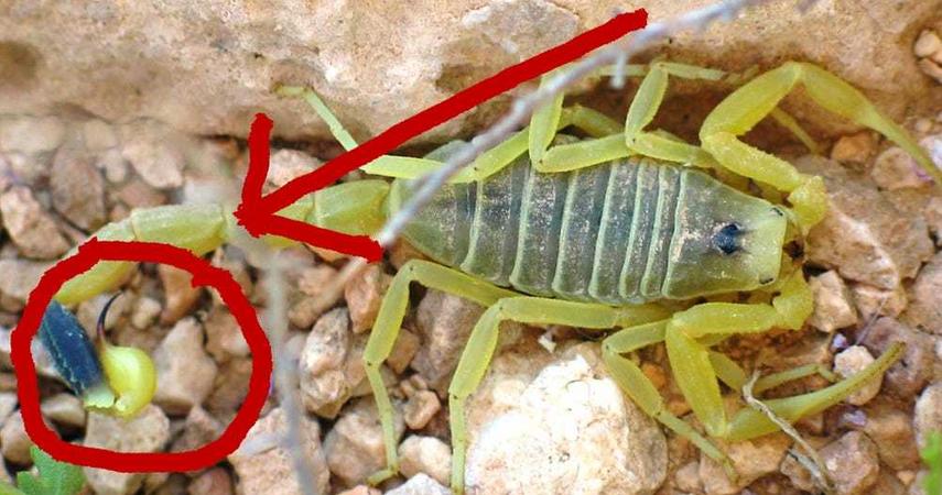 The most expensive liquid in the world is the venom of this scorpion
