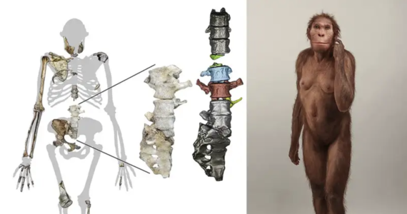 “Walk Like a Man, Climb Like a Monkey” - A new species of human ancestor has been discovered
