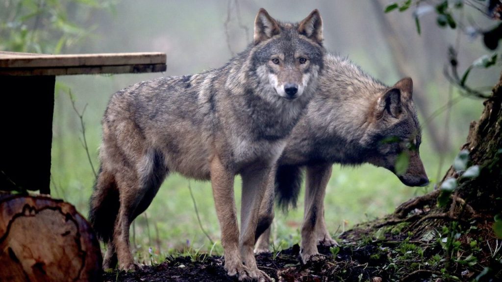 Sfora wilków uciekła z wybiegu w ogrodzie zoologicznym  (fot. Matt Cardy/Getty Images)