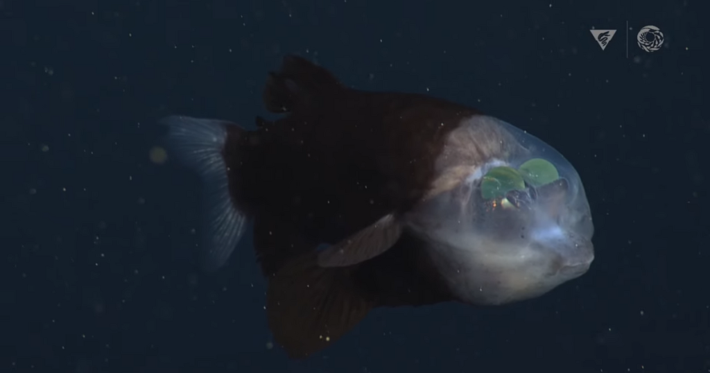 Amazing video from the depths of the sea.  Scientists managed to record a fish with a transparent head