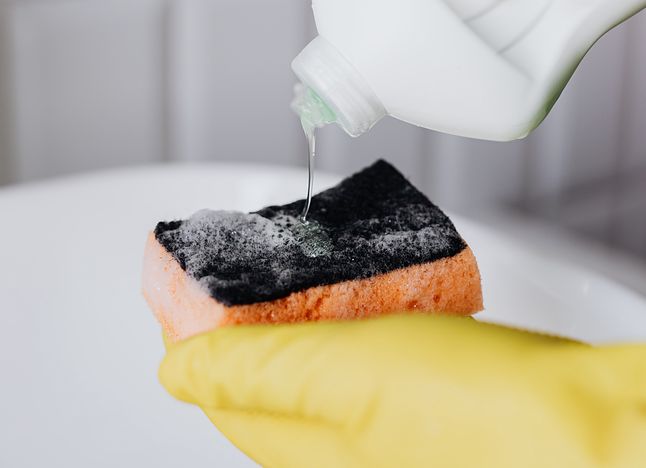 A kitchen sponge is the perfect place for bacteria