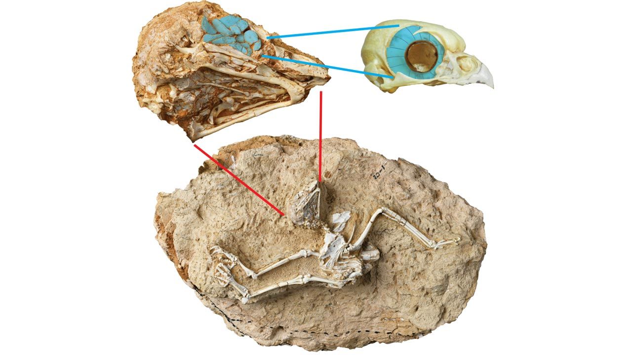 Skamielinę wydobyto ze skał osadzonych w późnej epoce miocenu (fot. english.cas.cn)