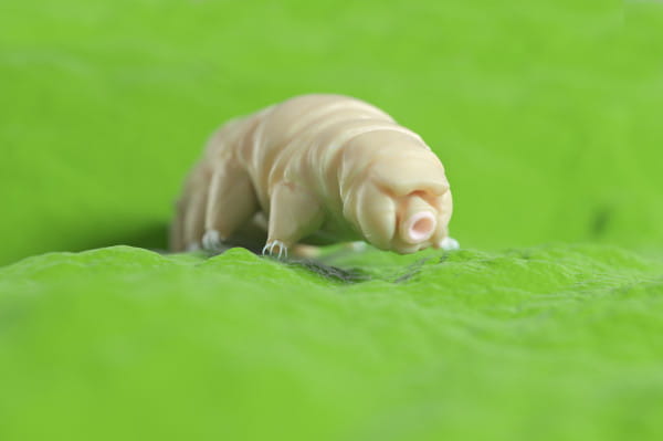 A scientist in Gdansk reveals how tardigrades survived quantum entanglement - the science