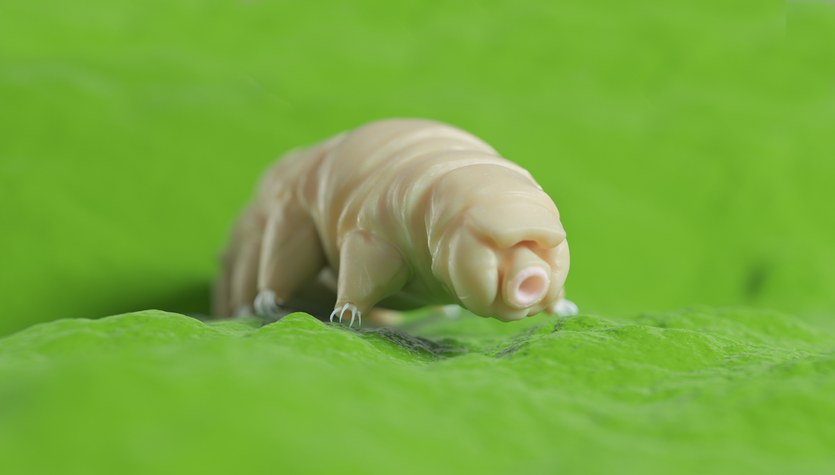 Hiking on a snail.  This is how tardigrades travel