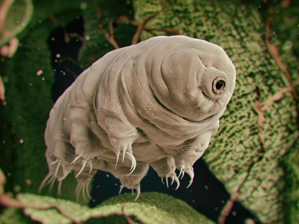 The cult of tardigrades is back.  Polish woman described her smart behavior - Wprost