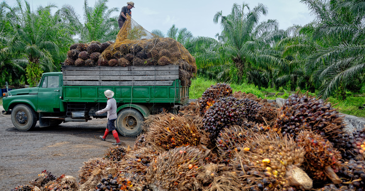 The world's largest palm oil exporter has stopped selling