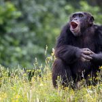 Chimpanzees can speak “full sentences” and even create their own grammar