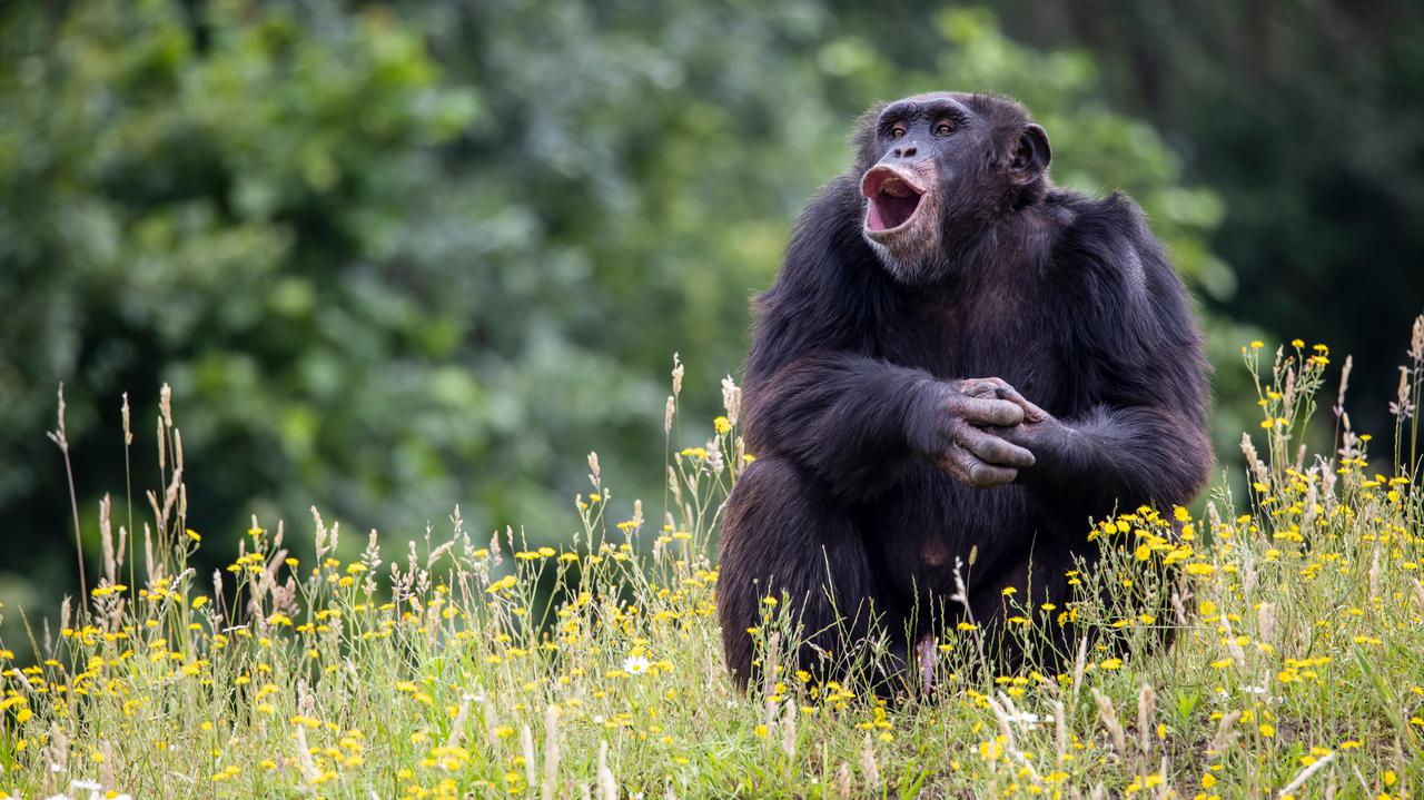Chimpanzees can speak "full sentences" and even create their own grammar