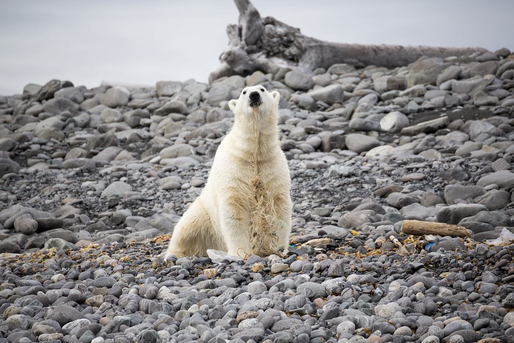 Little polar bear on Charles XII Island (nor Karl XII-?oh) in the Svalbard archipelago.