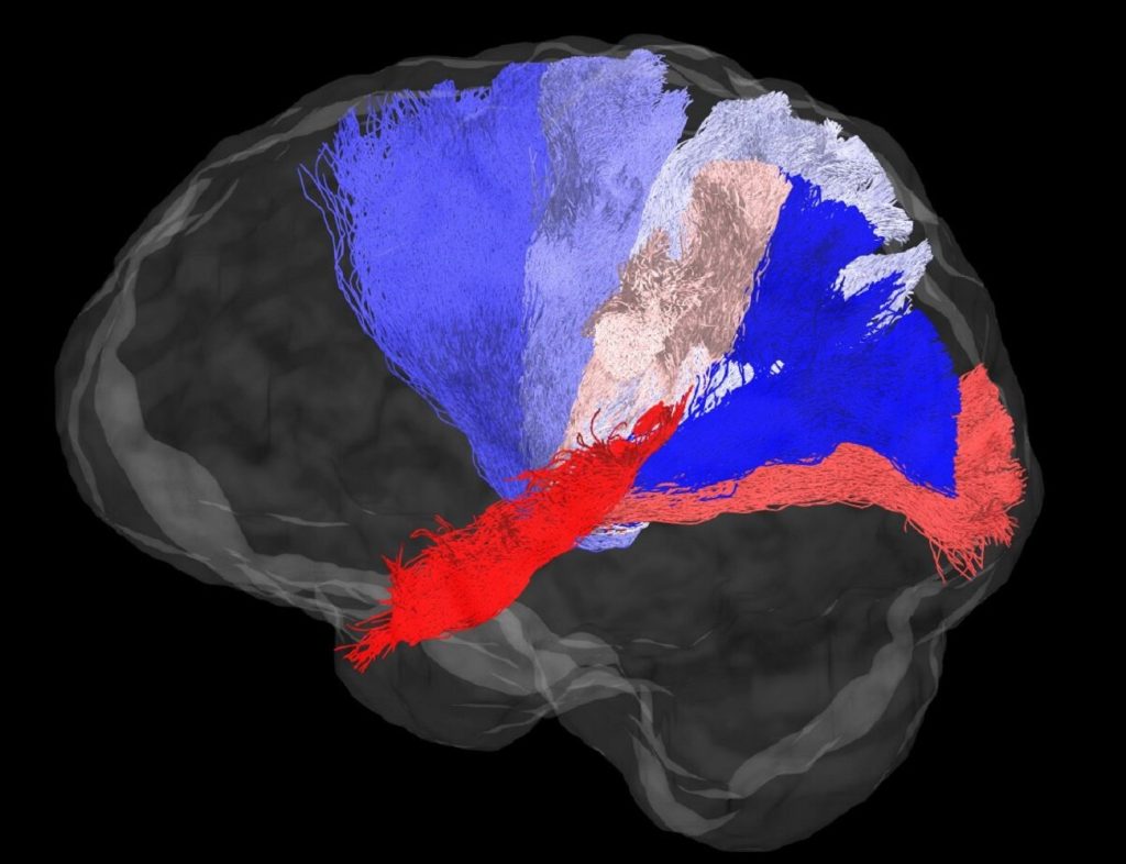It's hard to believe how scientists make connections in the human brain