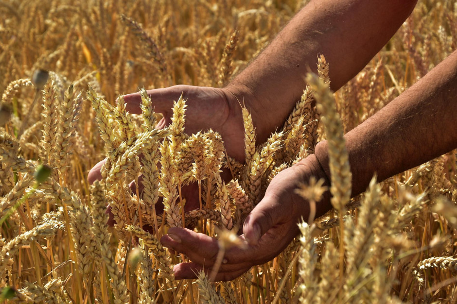 Grain is cheaper, but not because of grain exports from Ukraine.  The reason is different
