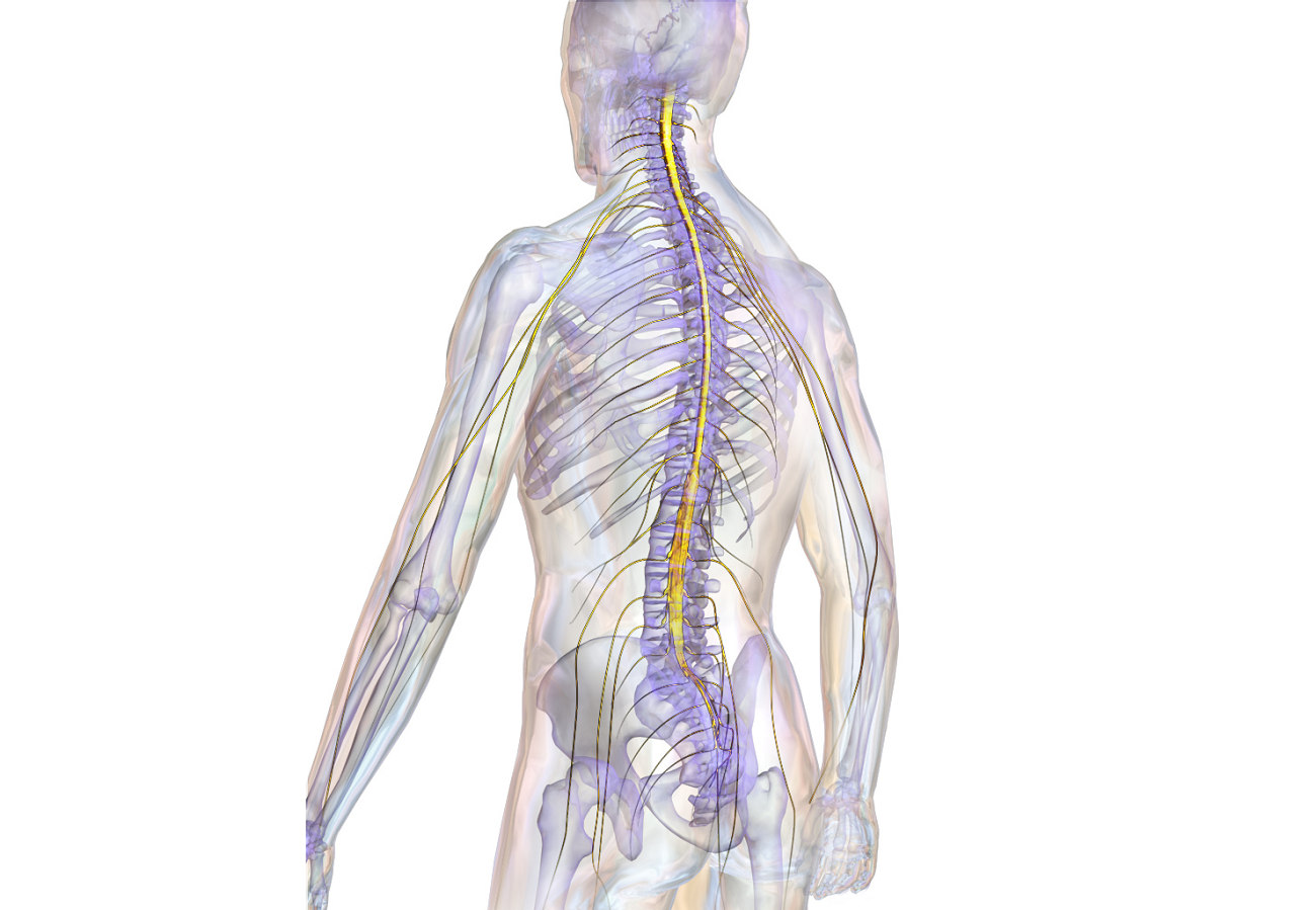 A new probe may be placed in the spinal cord.  There is an idea to use it