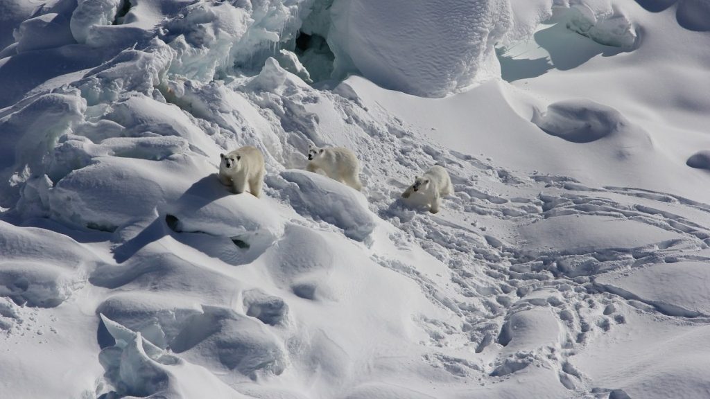Polar bears live in an "impossible" place.  Scientists did not pay attention to them for many years