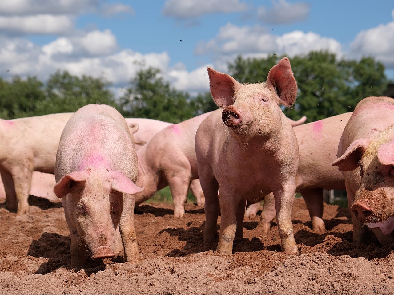 Robots clone pigs, or How to develop artificial intelligence