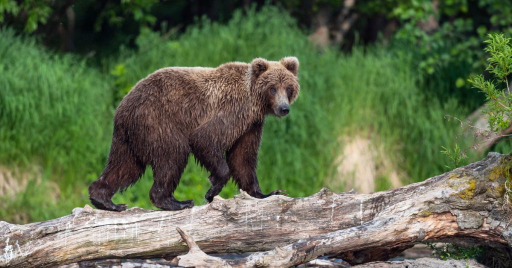 The death of a Russian fisherman.  The bear who shot him killed him
