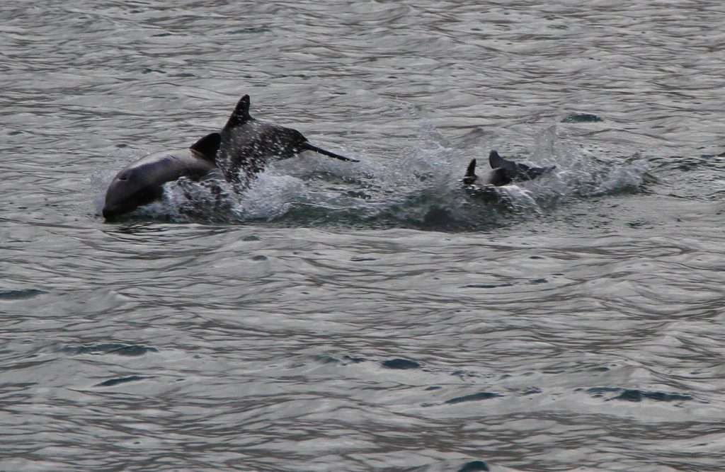 War is a tragedy not only for people.  Black sea dolphins are dying en masse