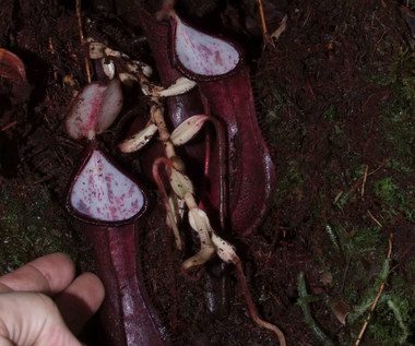 An amazing carnivorous plant that hunts underground