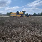 The rapeseed harvest has also begun.  How much are agricultural products in Poland?