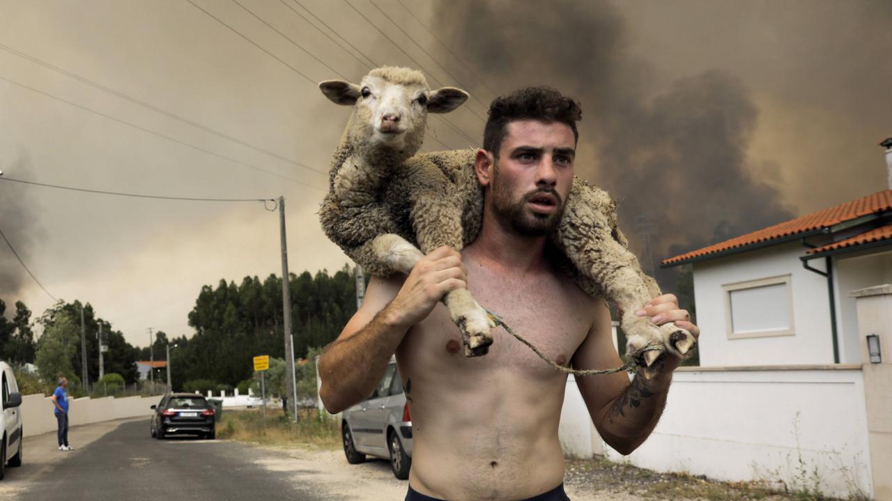 Fires in Portugal.  The young man with the sheep on his shoulders is a symbol of the population's struggle with the element