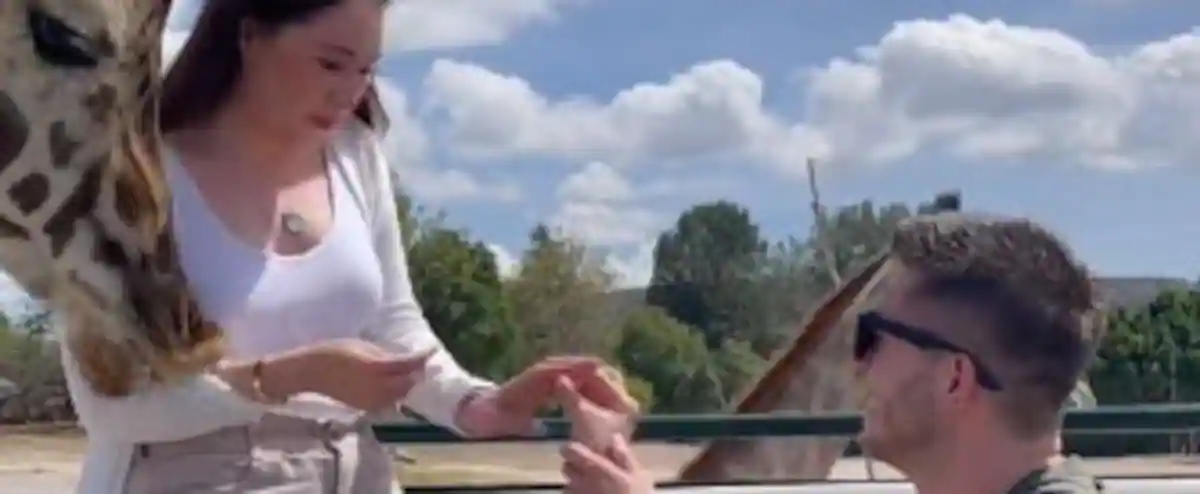 His engagement request was interrupted by a giraffe