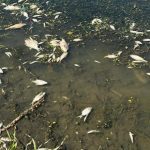 The lack of oxygen in the water in 2014 killed 100 tons of fish in the German Elbe River.  Will this scenario be repeated now on the Odra River?