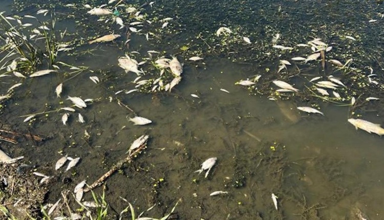 The lack of oxygen in the water in 2014 killed 100 tons of fish in the German Elbe River.  Will this scenario be repeated now on the Odra River?