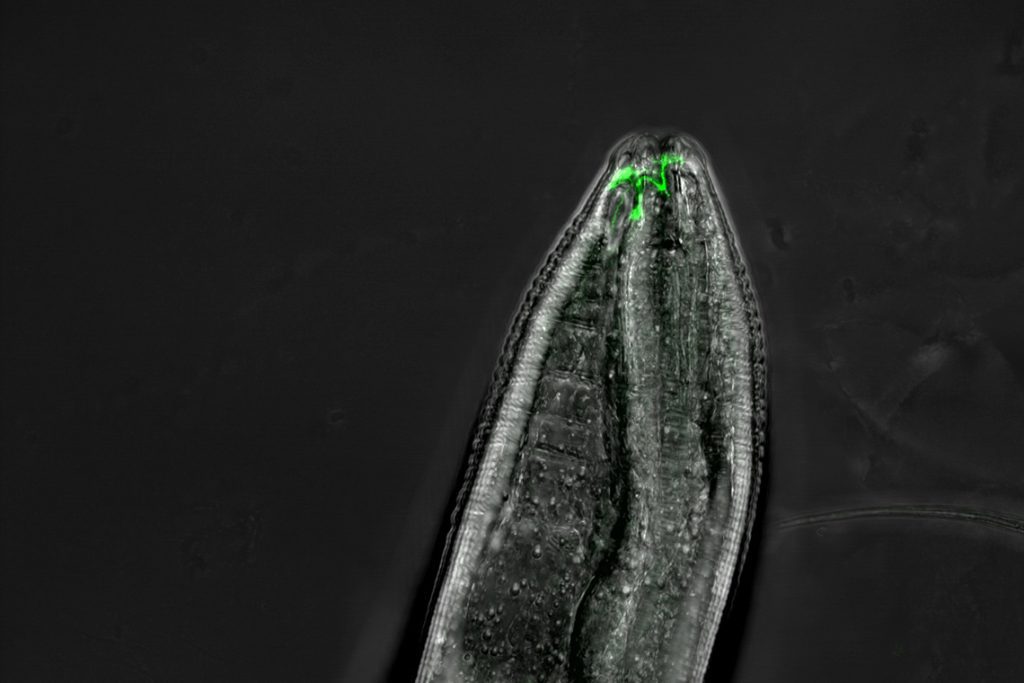 How do nematodes detect odors?  30-year-old mystery solved