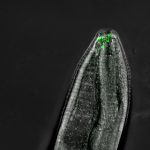 How do nematodes detect odors?  30-year-old mystery solved