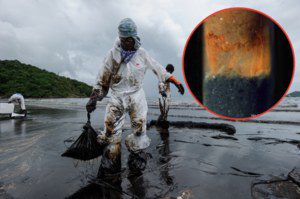 Fight oil spots and global warming with bacteria thinner than human hair