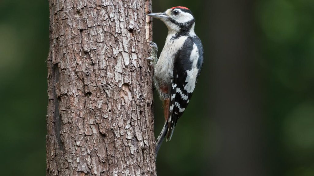 Woodpecker.  Why don't woodpeckers get a concussion?  Search