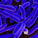 How do bacteria move?  The mystery was solved years ago