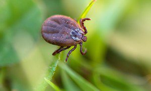 A new and natural way to deal with ticks.  Scientists discover a breakthrough in the fight against spiders?