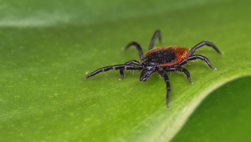 Ticks in October: Natural Remedies for Ticks.  This is how to protect yourself from being bitten