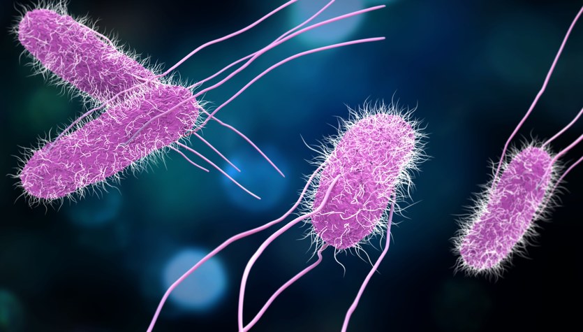 How do bacteria really move?  Scientists have solved a 50-year-old mystery