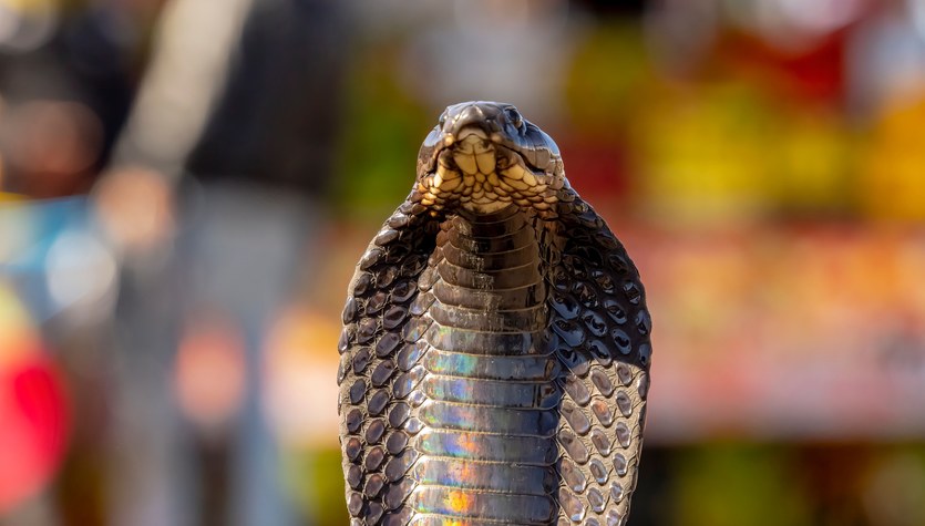 Sweden: King Cobra escaped from Terrarium.  You know where I hid
