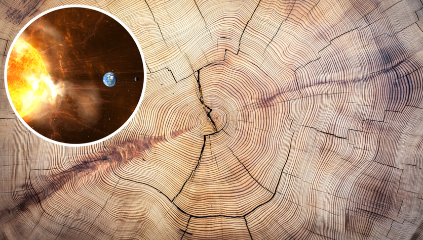 Tree rings chronicle ancient devastating solar storms