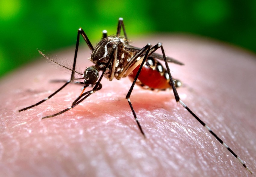 We know why some people are so attracted to mosquitoes