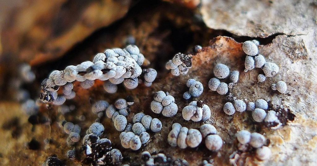Slime molds are some of the most mysterious organisms in the world.  They amaze scientists