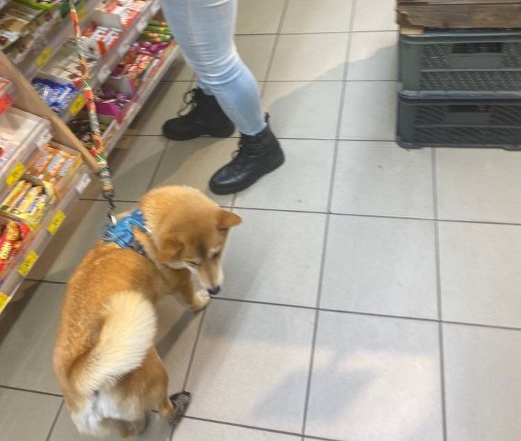 Many stores welcome pets with open arms, which is not always appreciated by other customers. 