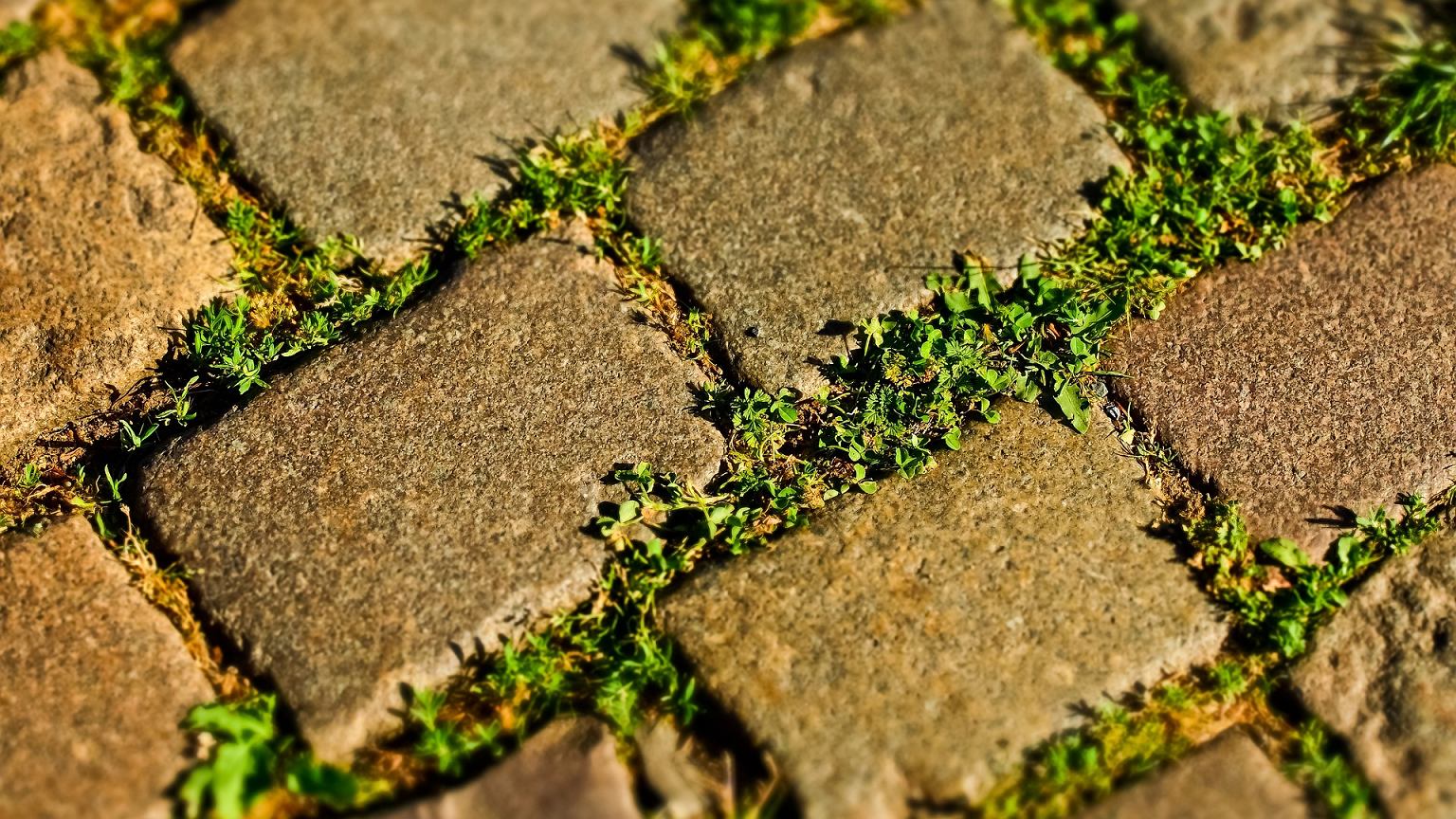 How do you get rid of moss and weeds from paving stones?  Spend PLN 2 and enjoy a well-maintained driveway