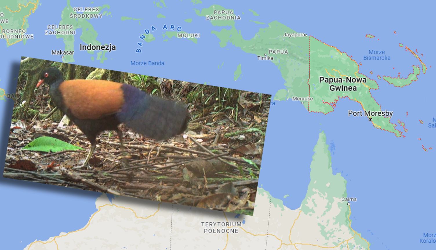 Papua New Guinea.  For the first time in 140 years, the black-necked pheasant was observed