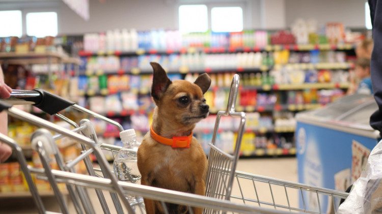 Tying your dog up in front of the store is a thing of the past.  Today it has become very popular to take your pet shopping and carry it in a cart. 