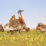 Sciences.  The common bustard – the heaviest flying bird, probably uses herbs