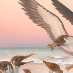 The fossil disproves the basic belief about the evolution of birds