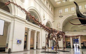 Giant titanosaur.  It is 37 meters tall and will soon stand in a museum in London